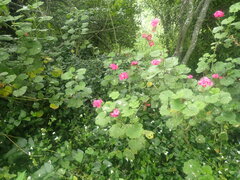 Pelargonium × hybridum