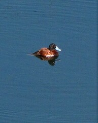 Oxyura ferruginea