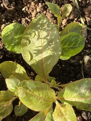 Persicaria capitata