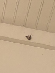 Hypena scabra