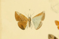 Polla aristaria