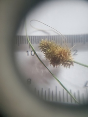 Carex cristatella