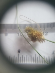 Carex cristatella