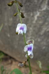 Tephrosia noctiflora