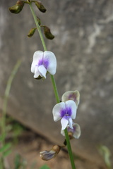 Tephrosia noctiflora