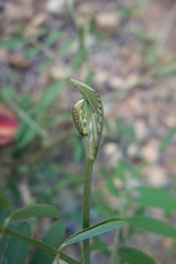 Tephrosia noctiflora