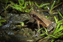 Rhaebo haematiticus