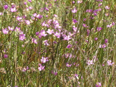 Orphium frutescens