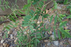 Tephrosia noctiflora