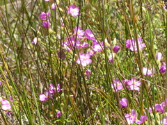 Orphium frutescens