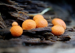 Lycogala epidendrum