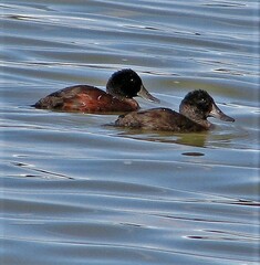 Oxyura ferruginea