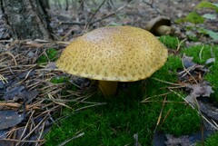 Suillus variegatus
