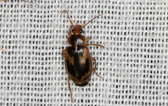 Lebiinae