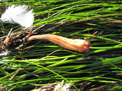 Styela montereyensis