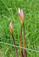Amaryllis belladonna