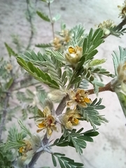 Plectrocarpa tetracantha