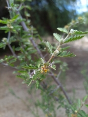 Plectrocarpa tetracantha