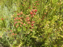 Leucadendron laxum