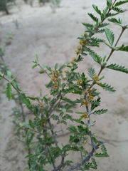 Plectrocarpa tetracantha