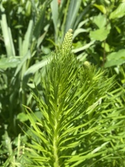 Liatris pycnostachya