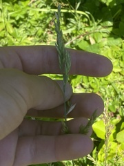 Poa pratensis