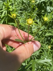 Coreopsis verticillata