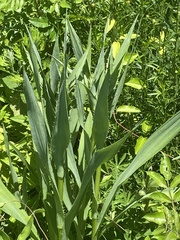 Eryngium yuccifolium