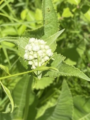 Parthenium integrifolium