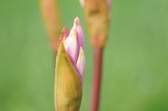 Amaryllis belladonna