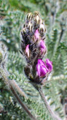 Oxytropis splendens