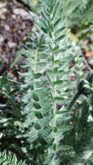 Oxytropis splendens