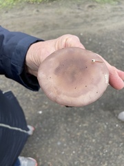 Lepista