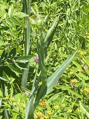 Eryngium yuccifolium