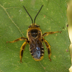 Svastra obliqua obliqua