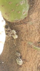 Antiteuchus mixtus