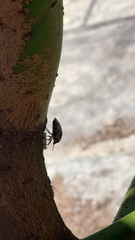 Antiteuchus mixtus