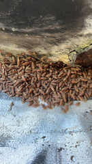 Jadera sanguinolenta