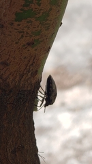 Antiteuchus mixtus