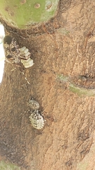 Antiteuchus mixtus