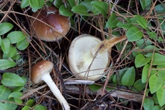 Pholiota velaglutinosa