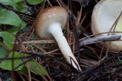 Pholiota velaglutinosa