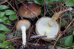 Pholiota velaglutinosa