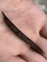 Chamaecrista fasciculata