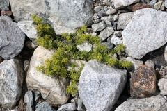Cruciata taurica