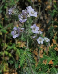 Phacelia cicutaria hispida