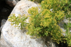 Cruciata taurica