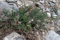 Myricaria germanica