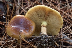 Pholiota velaglutinosa