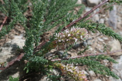 Myricaria germanica